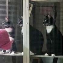 Thumbnail photo of Big Stripe #3