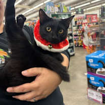 Thumbnail photo of Spoink #1