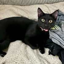 Thumbnail photo of Spoink #2