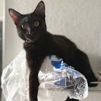 Thumbnail photo of Spoink #3