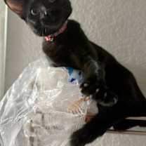 Thumbnail photo of Spoink #4