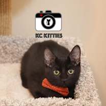 Thumbnail photo of Rays #2