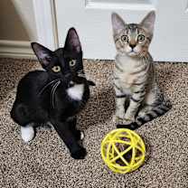 Thumbnail photo of Aslan #4