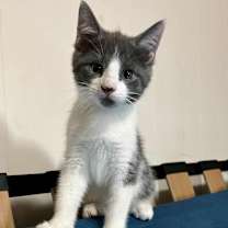 Thumbnail photo of Pierogi #1