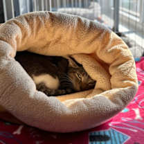 Thumbnail photo of Minnow #2