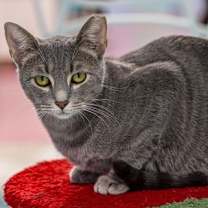 Thumbnail photo of Hooba #1