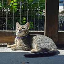 Thumbnail photo of Season Kitties : Summer #3