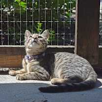 Thumbnail photo of Season Kitties : Summer #4