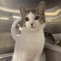 Thumbnail photo of Darla (BONDED PAIR) #1