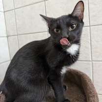 adopt-pet