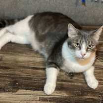 Thumbnail photo of Toby 4737 #4