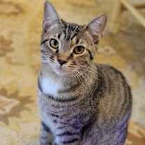 Thumbnail photo of Frazier #1