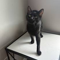 adopt-pet
