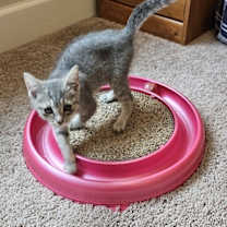 Thumbnail photo of Cardamom #4