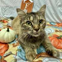 Thumbnail photo of Watermelon #1