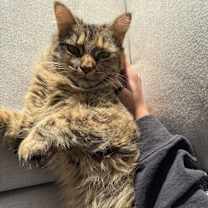 Thumbnail photo of Watermelon #2