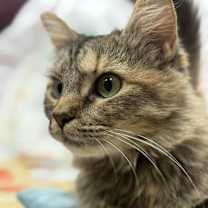 Thumbnail photo of Watermelon #3