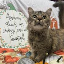 Thumbnail photo of Watermelon #4