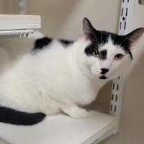 Thumbnail photo of Freddy #2