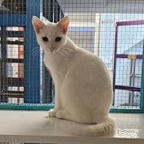 adopt-pet