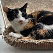 Thumbnail photo of Snickers #4