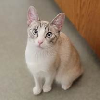 Thumbnail photo of Whiskers (incontinent)  #2