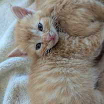 Thumbnail photo of Fanta #3