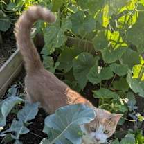 Thumbnail photo of Gordita #1