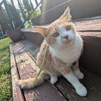 Thumbnail photo of Gordita #3