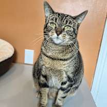 Thumbnail photo of MOLLY MOO #1