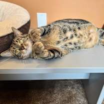 Thumbnail photo of MOLLY MOO #2