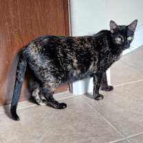 Thumbnail photo of Rose #3