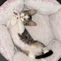 Thumbnail photo of Mittens #3