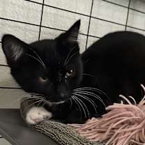 Thumbnail photo of Noema #2