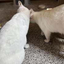 Thumbnail photo of Bonnie #2