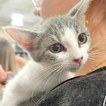 Thumbnail photo of ELSA #1