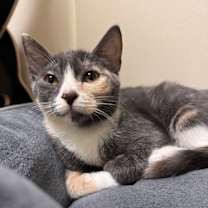 Thumbnail photo of Serafina #2