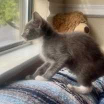 Thumbnail photo of SQUEAKERS #4