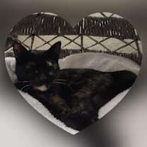 Thumbnail photo of Bella the torti #4