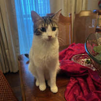 Thumbnail photo of Spirit Love #1