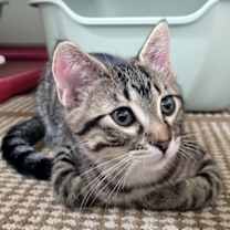 Thumbnail photo of Cami #2