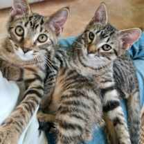 Thumbnail photo of Cami #3