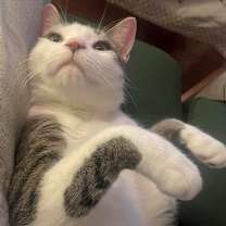 Thumbnail photo of Sparky (meet me in foster care!) #3