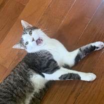 Thumbnail photo of Sparky (meet me in foster care!) #4