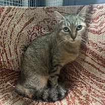 Thumbnail photo of Mischa #1