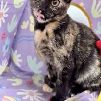 Thumbnail photo of Betty Lou #4