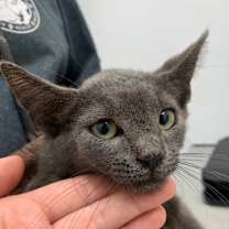 Thumbnail photo of Cassandra #3