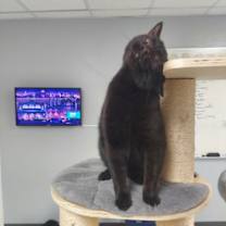 Thumbnail photo of Ripp #3