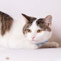 Thumbnail photo of Tucker #1