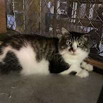 Thumbnail photo of Mr. Big #2